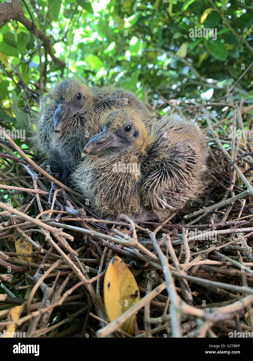 Baby Pigeon Banque D Image Et Photos Alamy Baby Pigeon Banque D Image Et Photos Alamy