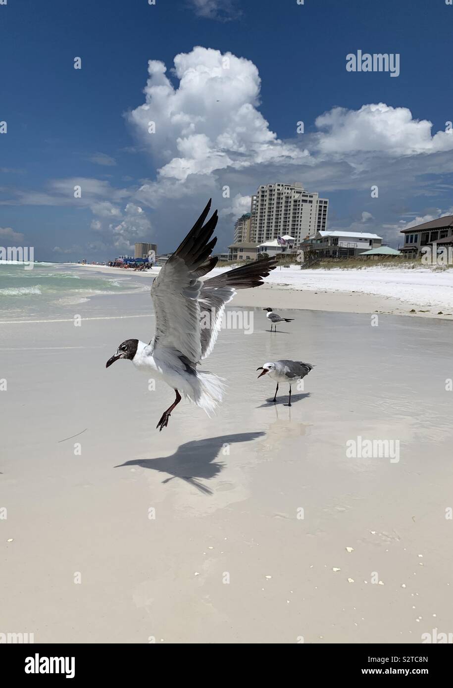 Le saut dans l'air Mouette sur la plage avec ombre et marins, voir Banque D'Images