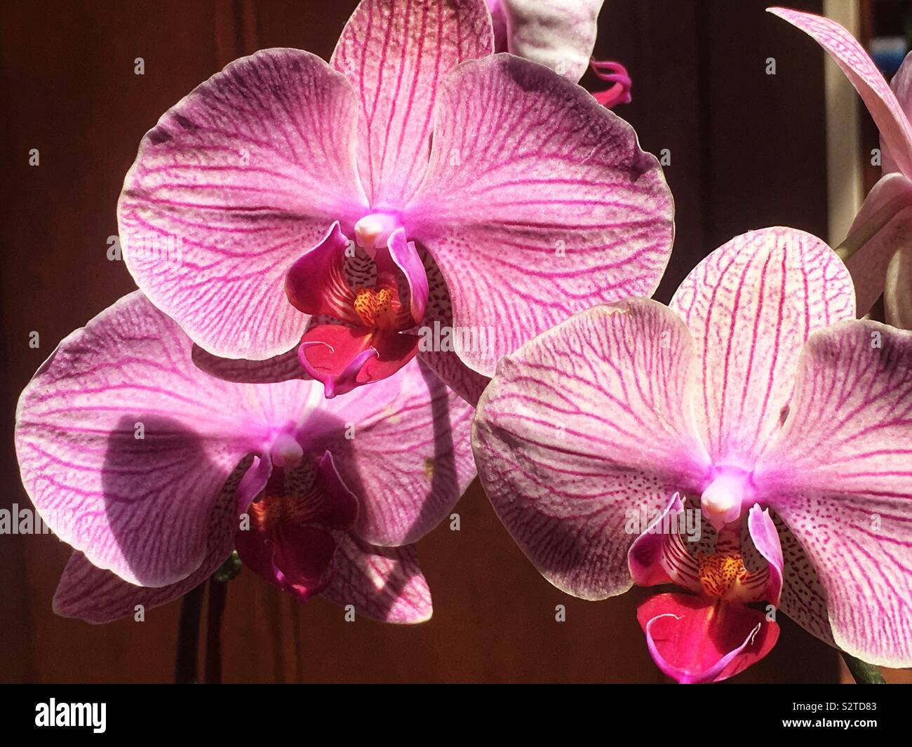 Trois belles orchidées roses en pleine floraison. Banque D'Images