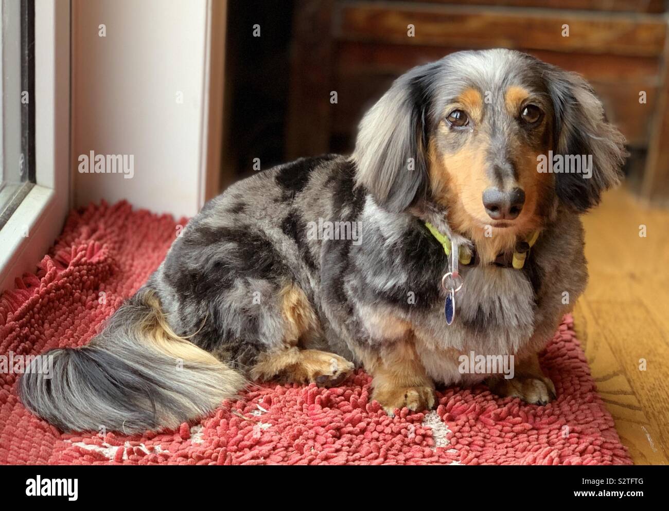 Long haired dachshunds Banque de photographies et d'images à haute  résolution - Alamy