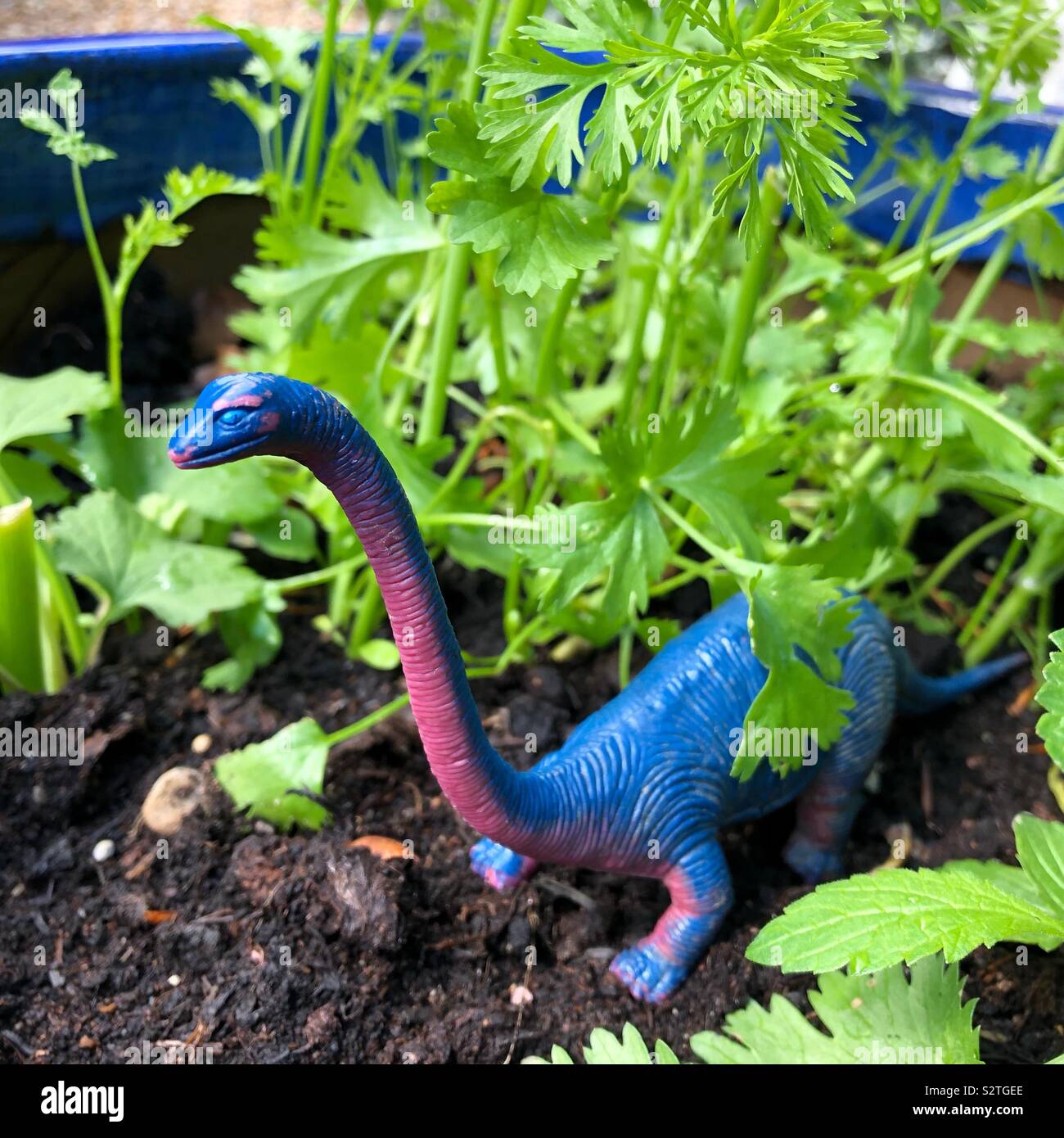 Pot du jurassique. Le Diplodocus dinosaure jouet ayant une journée de terrain dans un jardin de la coriandre pot. - Image de stock capturée avec un smartphone