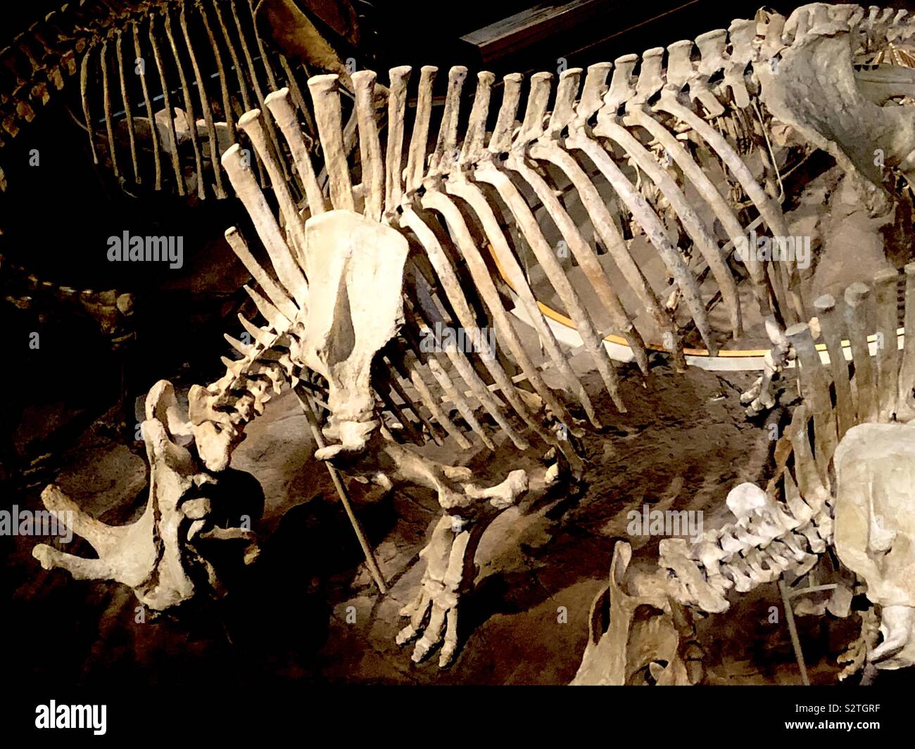 Des squelettes de dinosaure Banque D'Images
