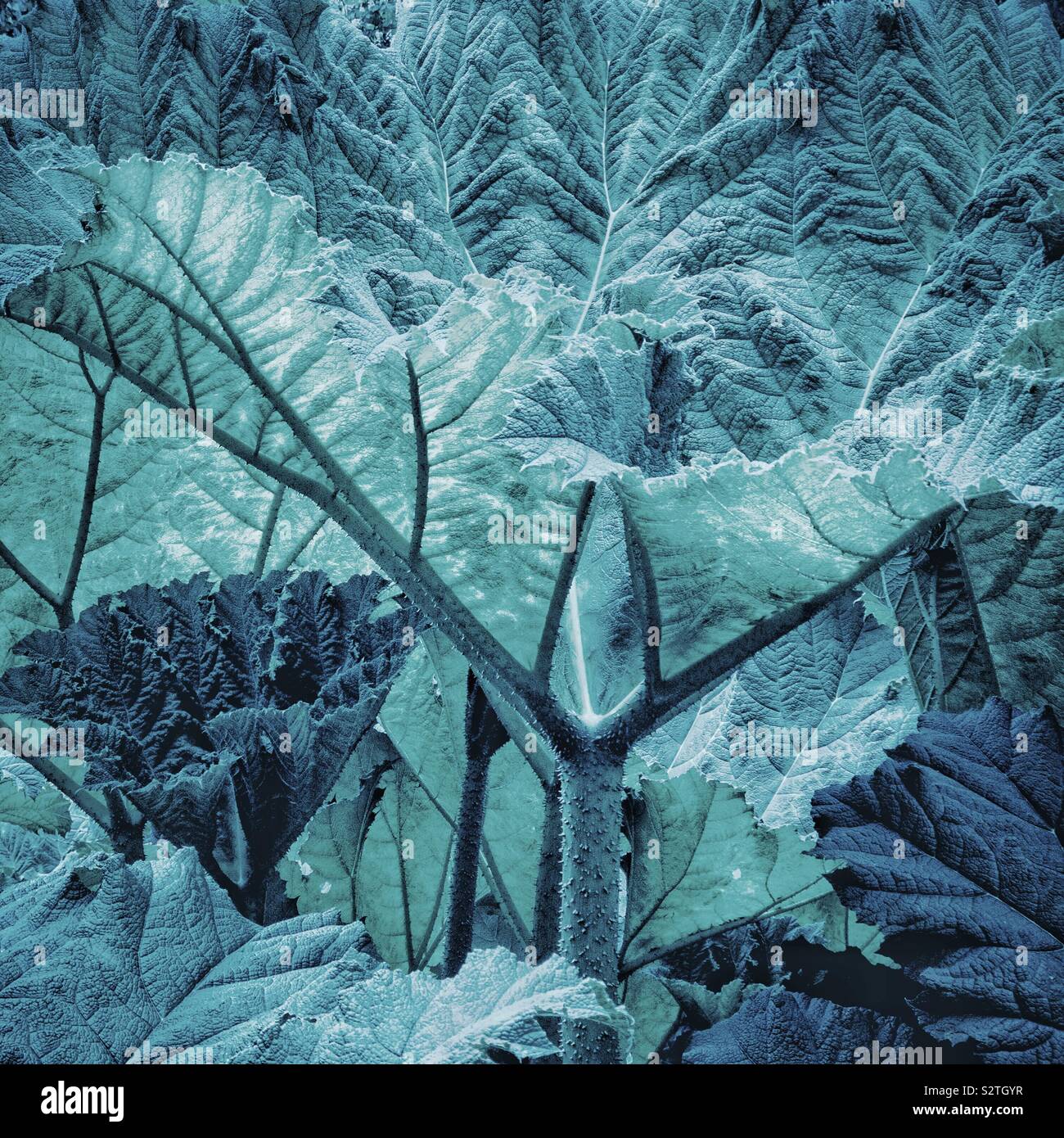 Feuilles de Gunnera manicata, ton bleu argenté numérique. Banque D'Images