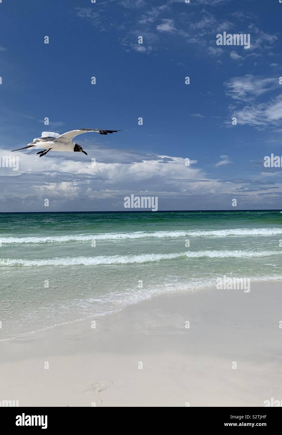 Seul à bord de goélands sur la plage avec un ciel bleu et des eaux couleur émeraude - Image de stock capturée avec un smartphone