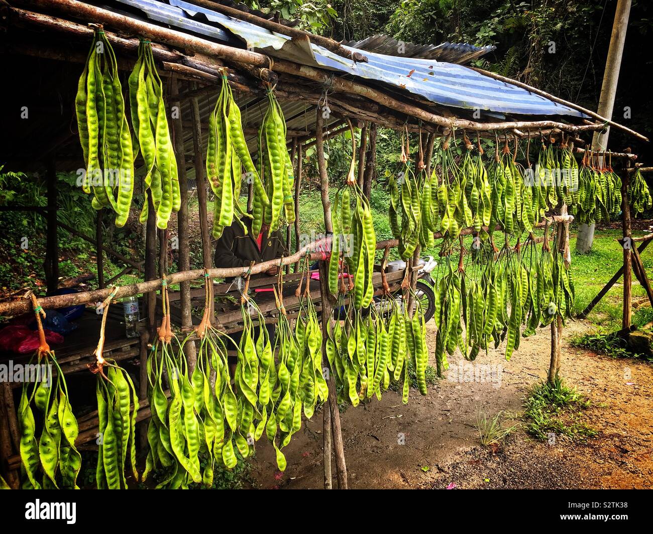 Un blocage de la route vend Parkia speciosa, connu localement sous le nom de buah petai, recueillis à partir de la jungle par les Orang Asli ("indigènes"), près de Tanah Rata, Cameron Highlands, Malaisie Banque D'Images