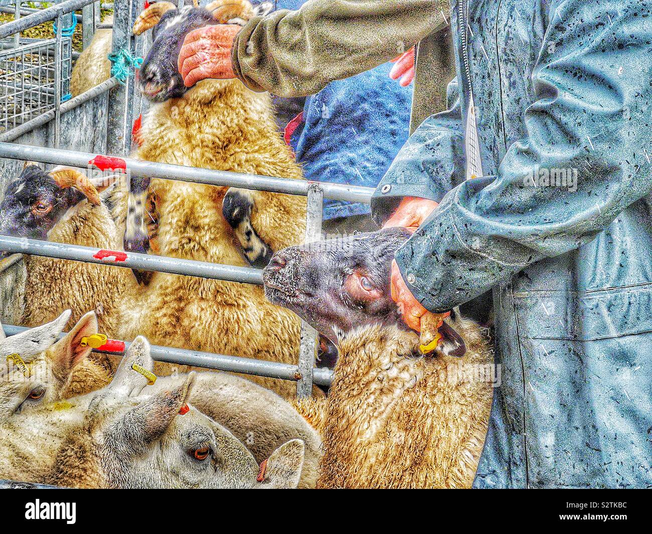 Histoire de juger des moutons 1. Dans les têtes d'agriculteurs la bataille d'attraper ces moutons qu'ils veulent transmettre. Les lauréats sont souvent réticents à se faire prendre ! Banque D'Images