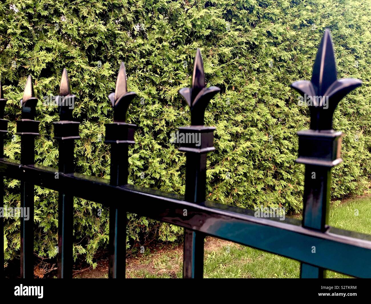 Détail d'une clôture en fer noir, décoré avec des plantes vertes en arrière-plan Banque D'Images