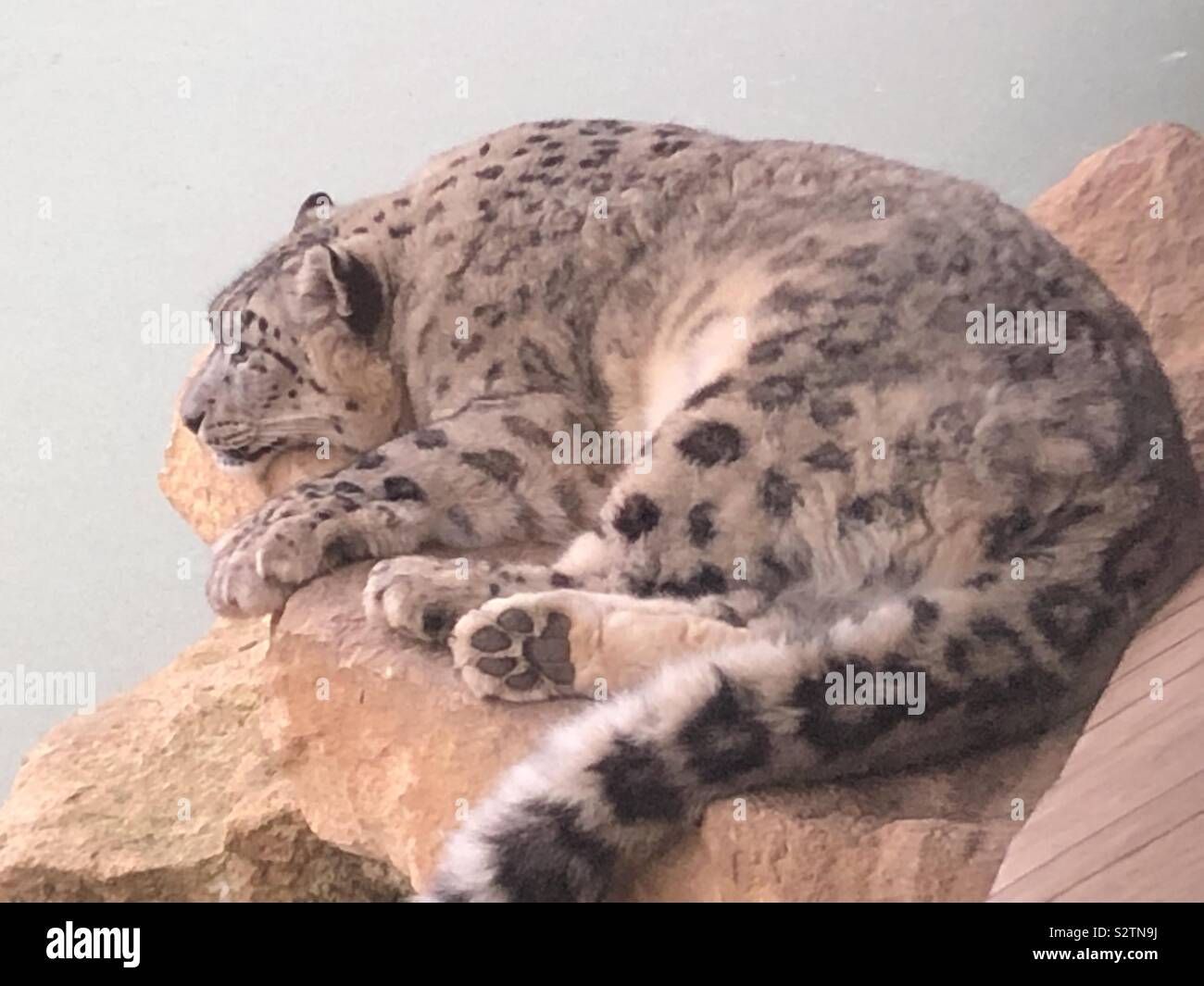 Snow Leopard snoozing Banque D'Images