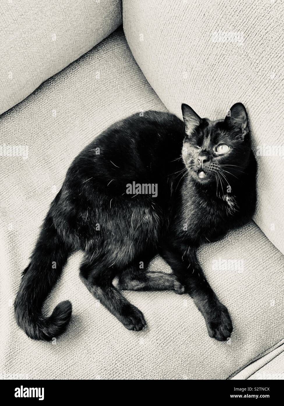 Sauvetage D Un Oeil De Chat Photo En Noir Et Blanc Photo Stock Alamy