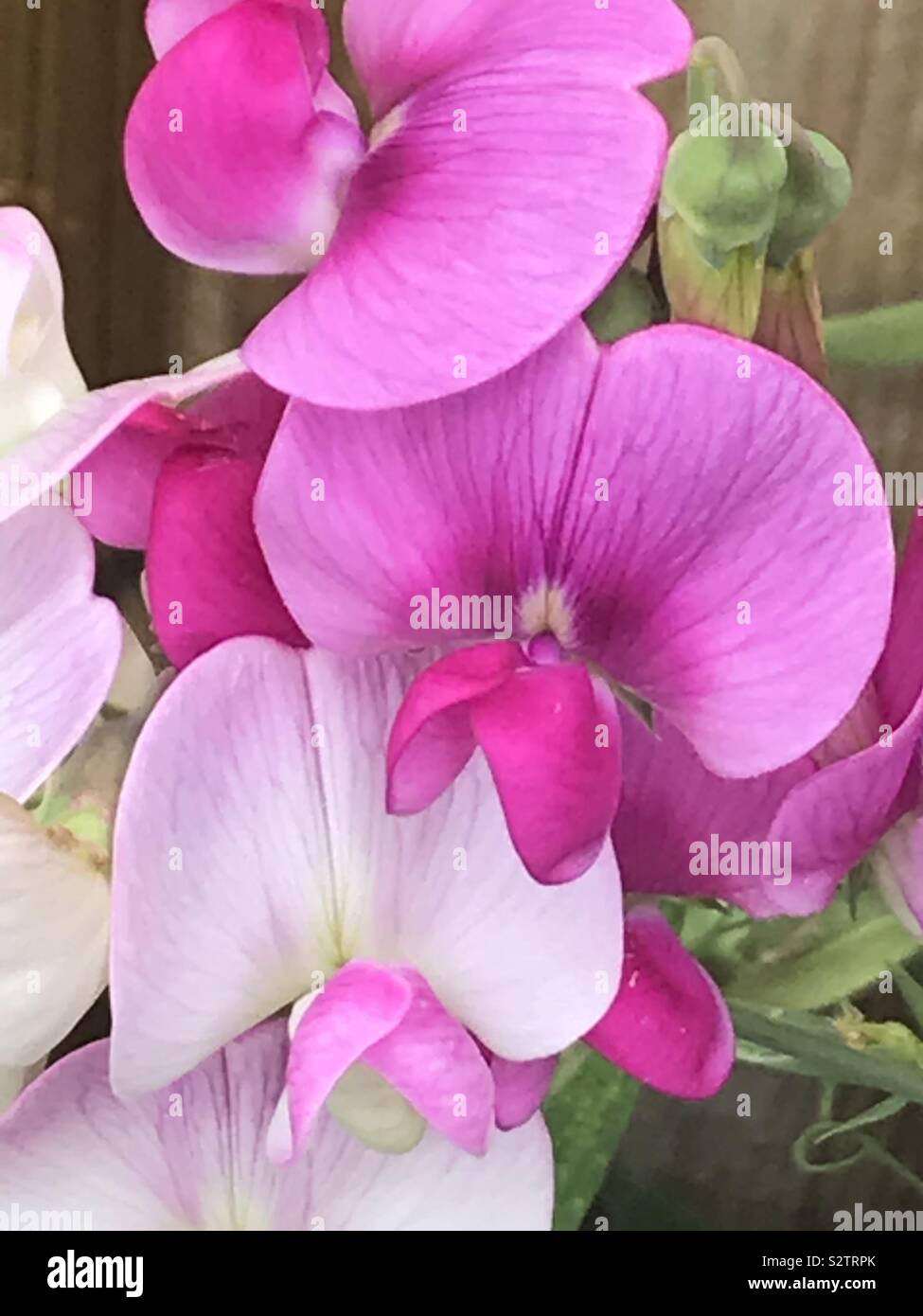 Les petits pois rose et blanc Banque D'Images