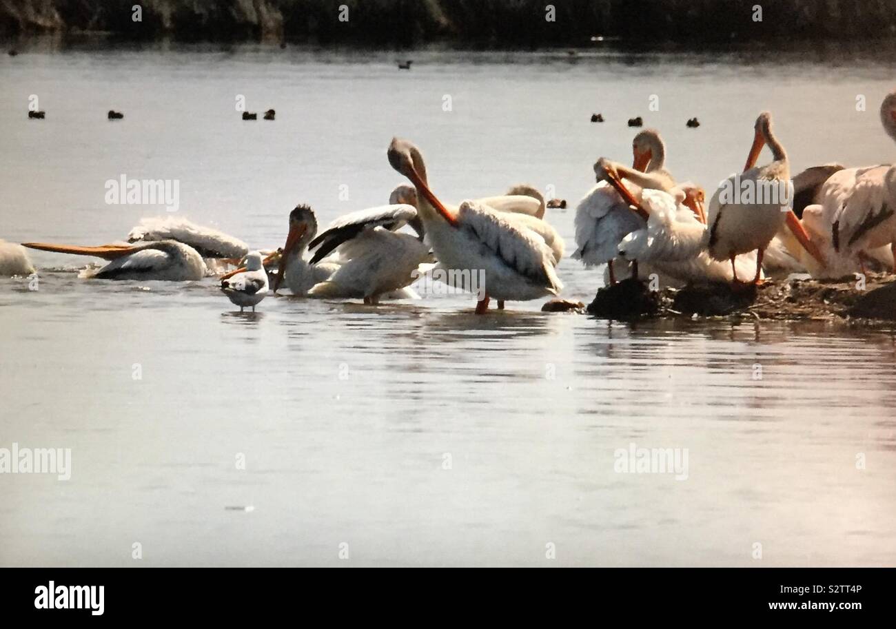 Oiseaux de l'Amérique du Nord, d'Amérique, Pelecanus erythrorhynchos, pelican island, des pélicans et des amis - Image de stock capturée avec un smartphone