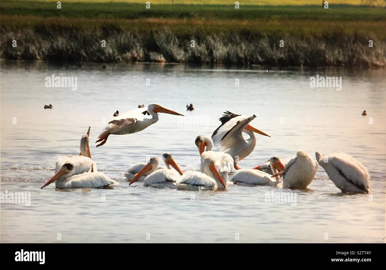Oiseaux de l'Amérique du Nord, d'Amérique, Pelecanus erythrorhynchos, pelican island, des pélicans et des amis - Image de stock capturée avec un smartphone