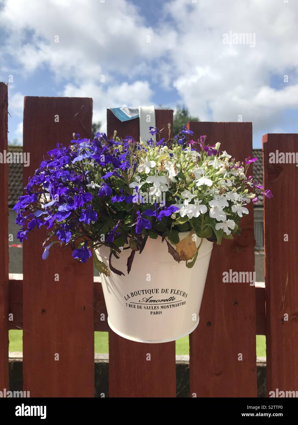 Lobelia en pleine floraison Banque D'Images