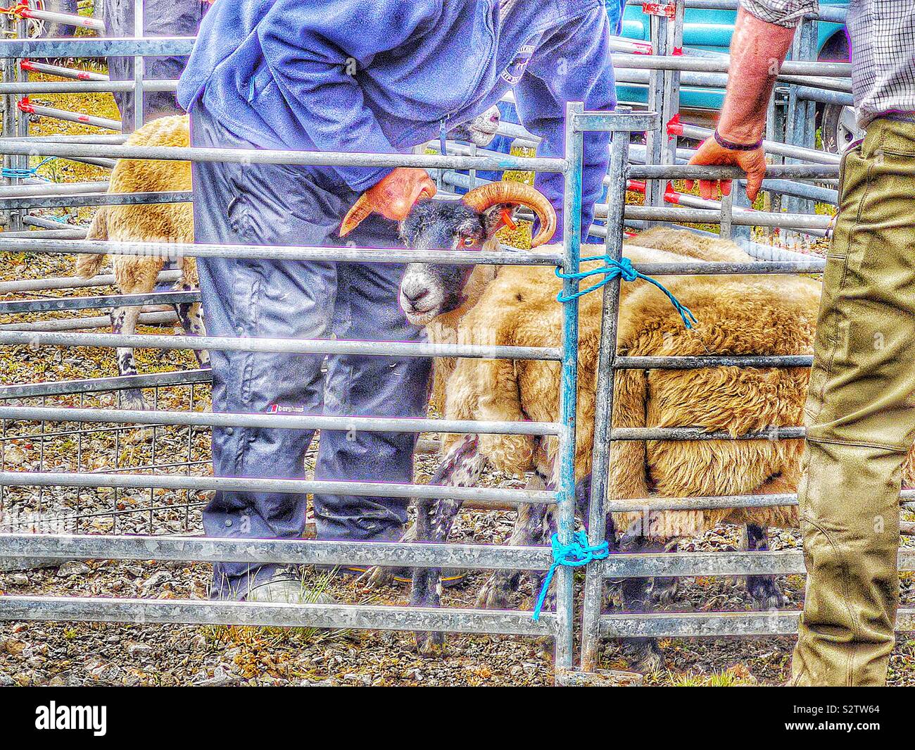Jude holding cornes de moutons, de l'agriculture nord Harris, Tarbert, île de Lewis et Harris, Hébrides extérieures, en Écosse Banque D'Images