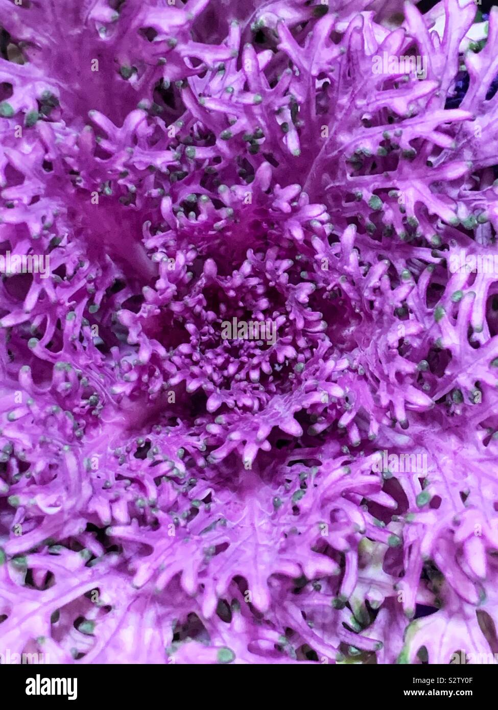 Gros plan plein cadre de silver ragwort, Jacobaea maritima, peint en violet. Banque D'Images