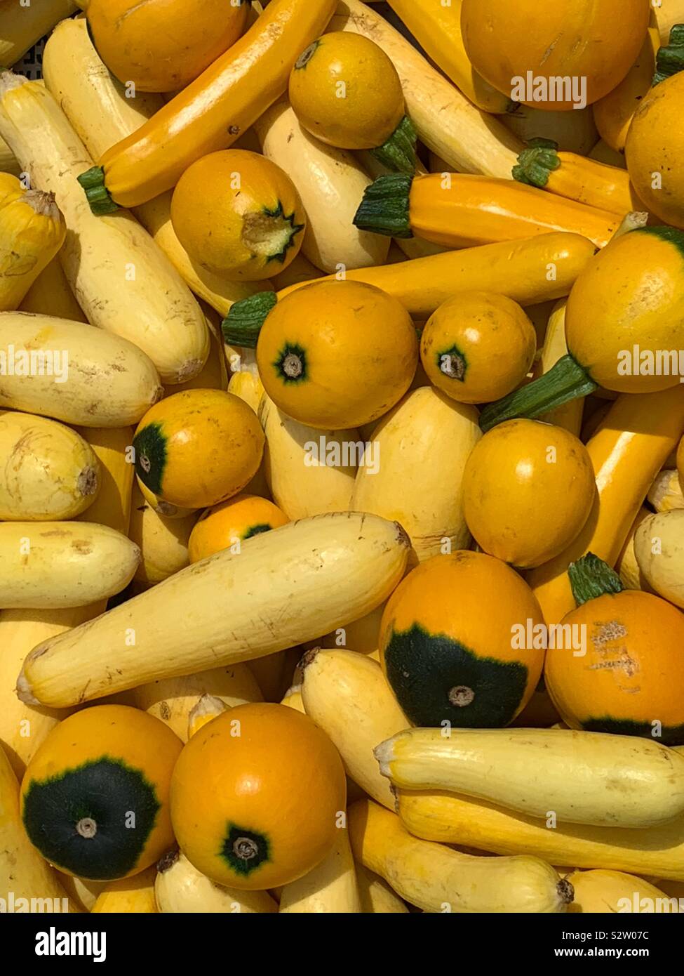 Mélange d'une variété de potiron et courge comme la fin de l'été des produits frais. Banque D'Images