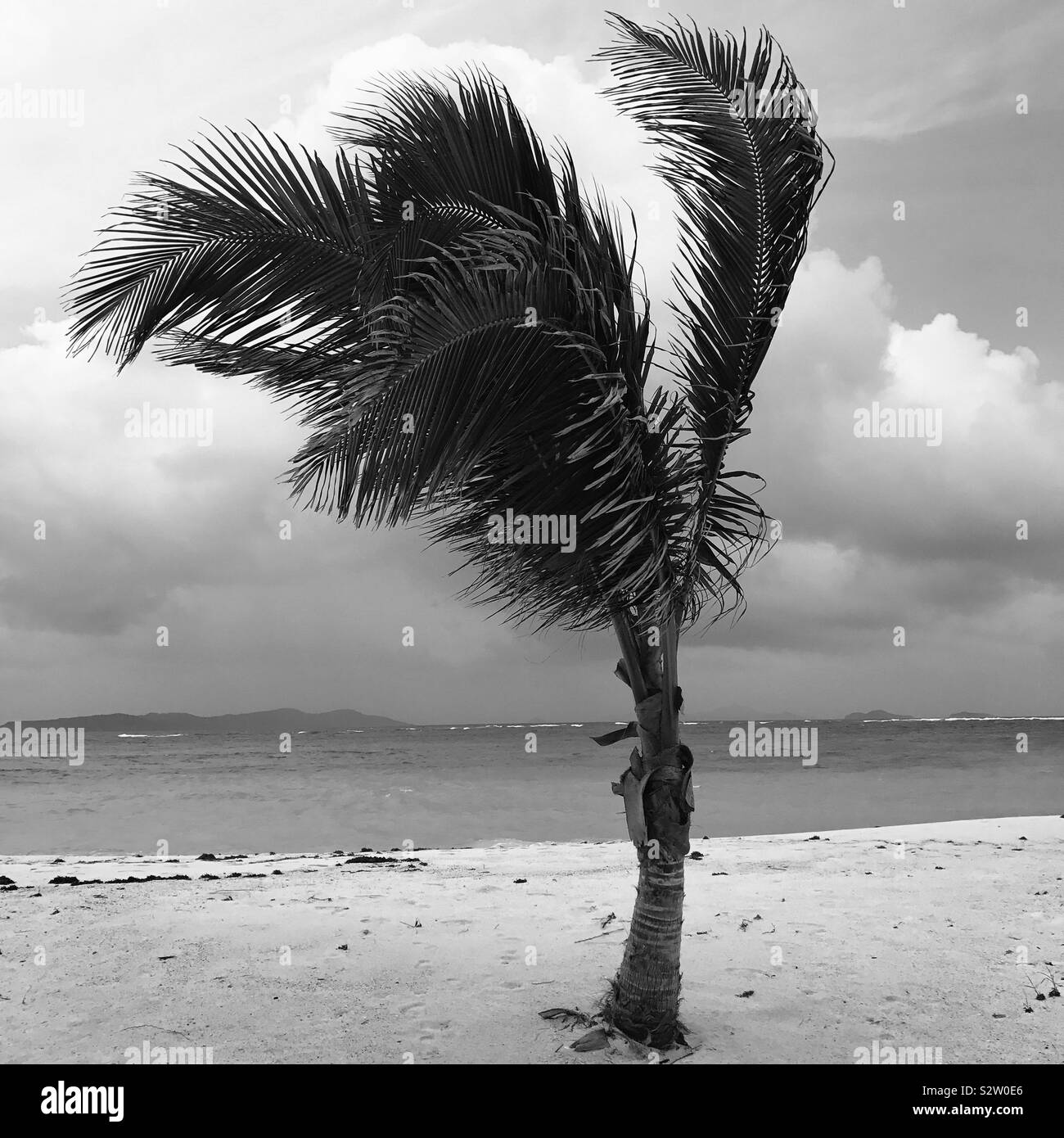 Palmier solitaire sur plage avec ciel orageux Banque D'Images
