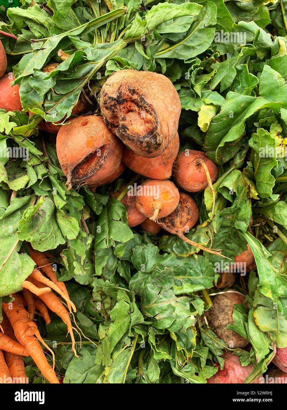 Bande d'orange farm betteraves fraîches. Banque D'Images