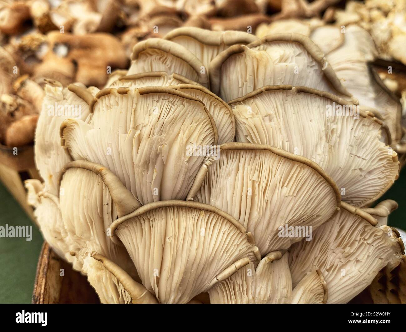 Farm Fresh delicious Pleurotus ostreatus, la perle pleurote, arbre pleurote. Banque D'Images