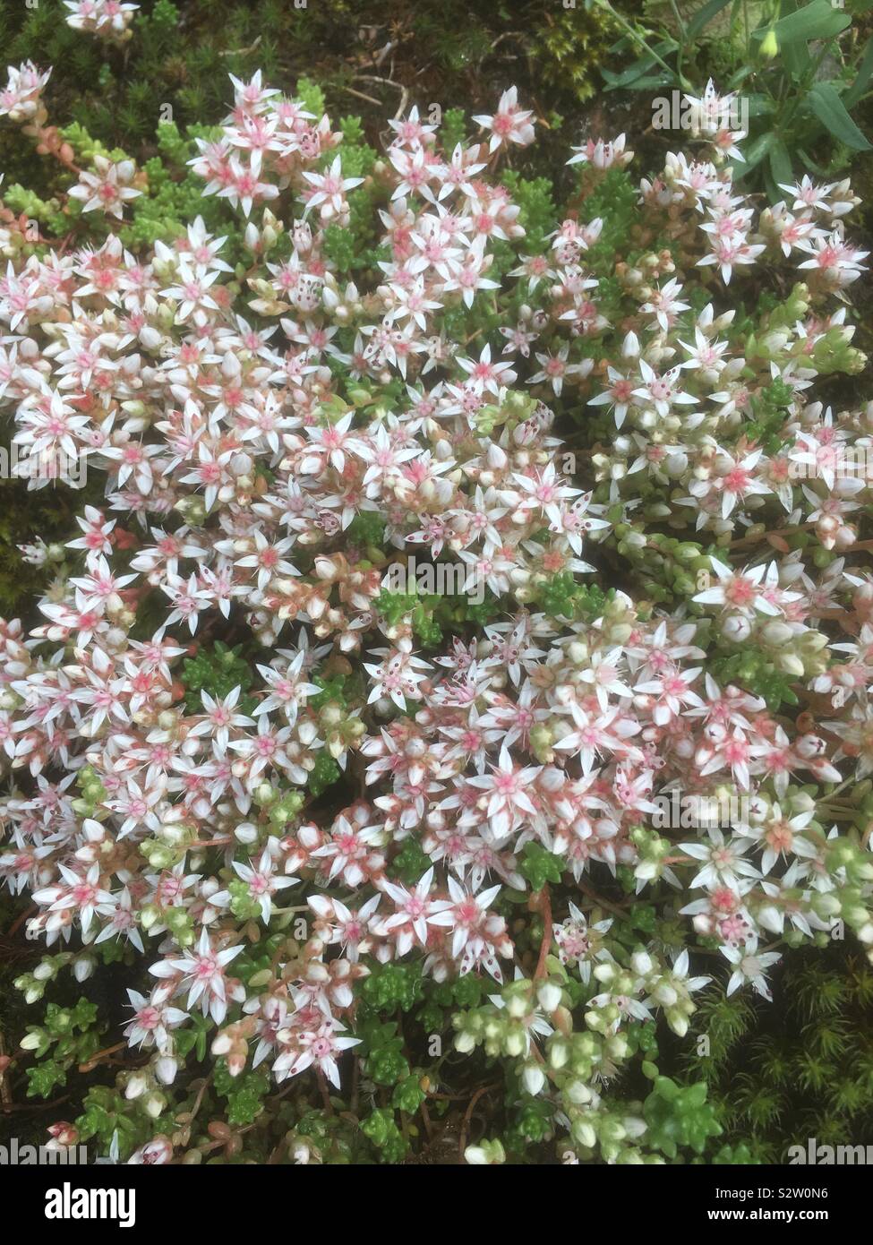 Floraison riche de sedums dans l'été en Norvège. Banque D'Images