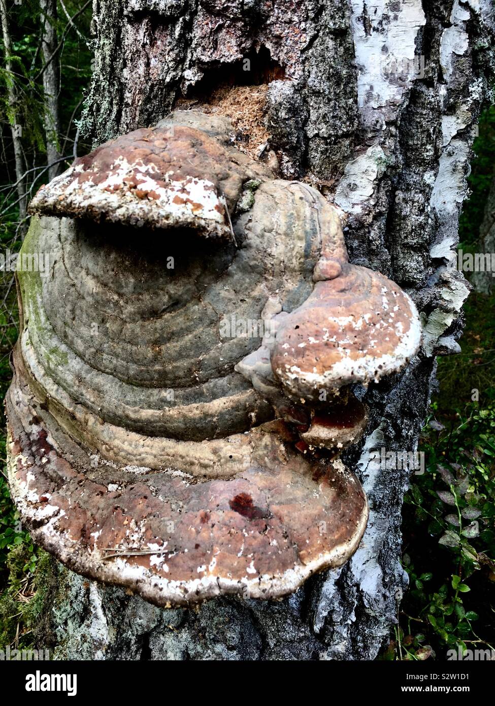 Énorme champignon Banque D'Images