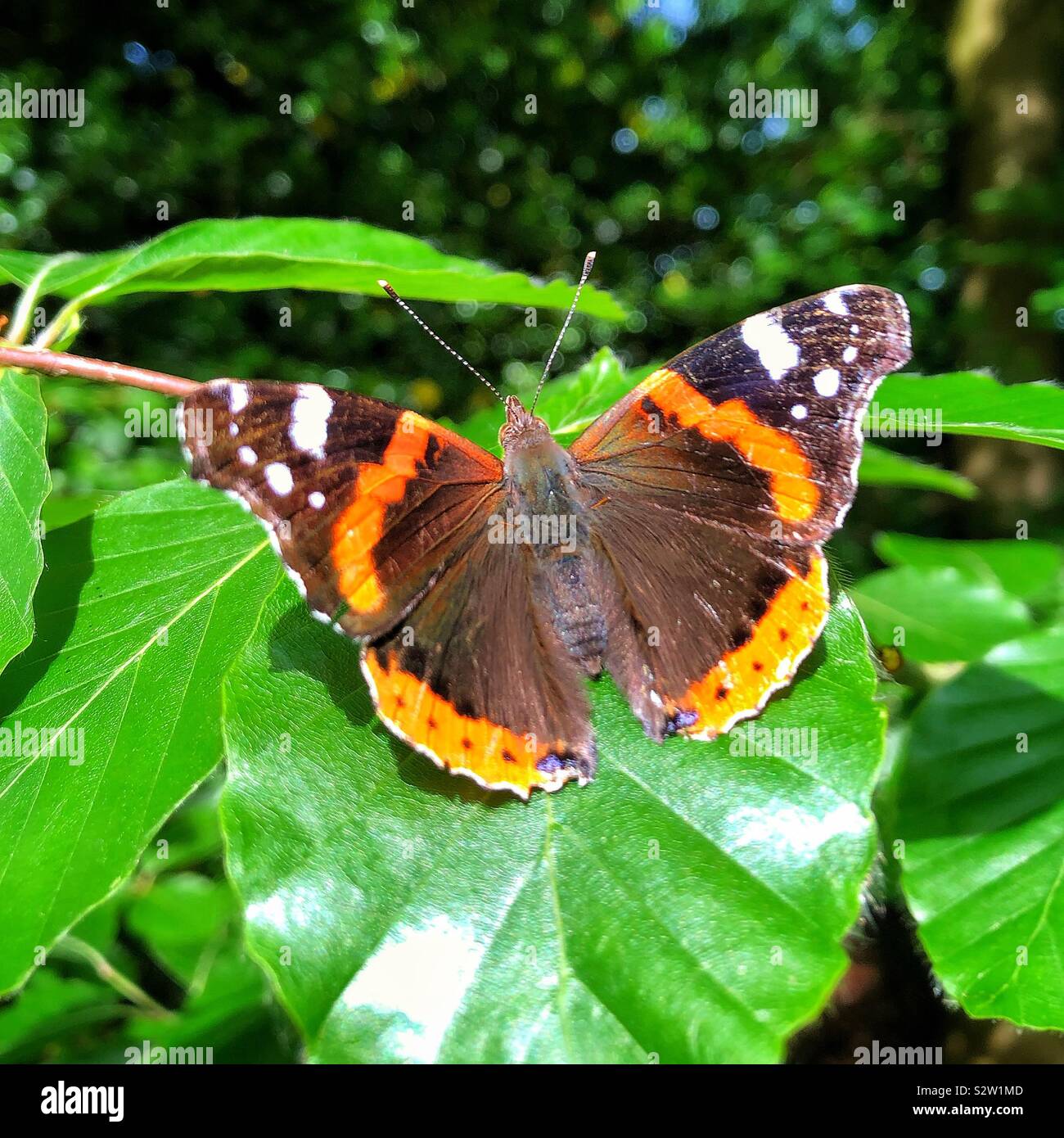 L'amiral rouge papillon sur une feuille Banque D'Images