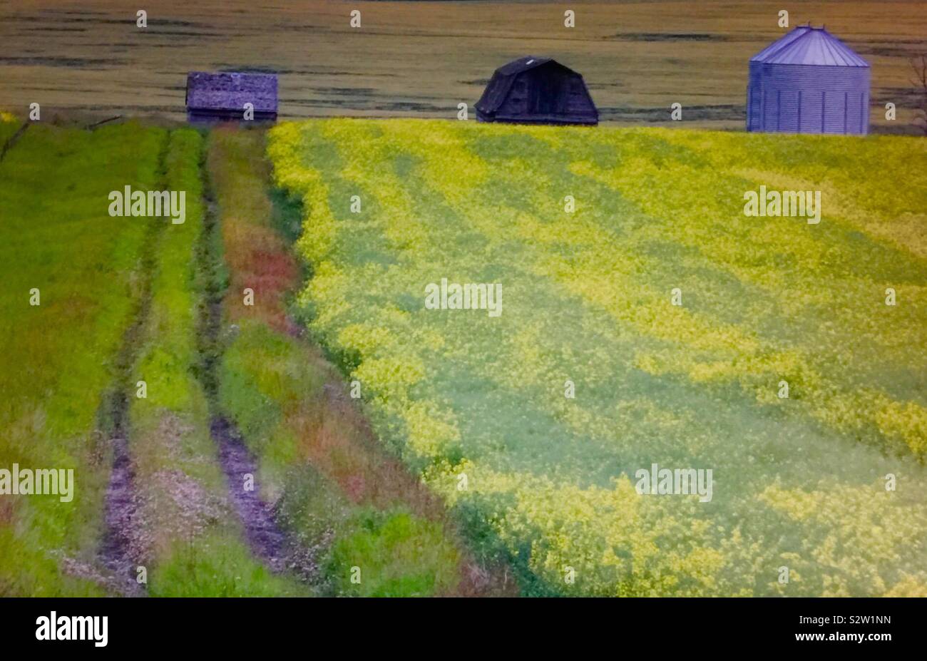 Vieux bâtiments de ferme, grange et hangar et champ de canola et nouvelle trémie en acier Banque D'Images