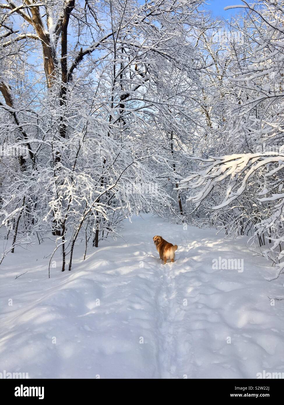 Golden retriever dog regarder en arrière vers propriétaire dans la neige Winter Wonderland Banque D'Images