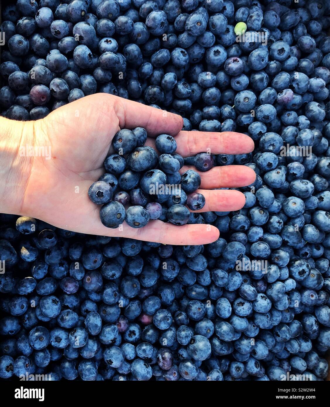 La récolte d'été-hand holding bleuets frais Banque D'Images