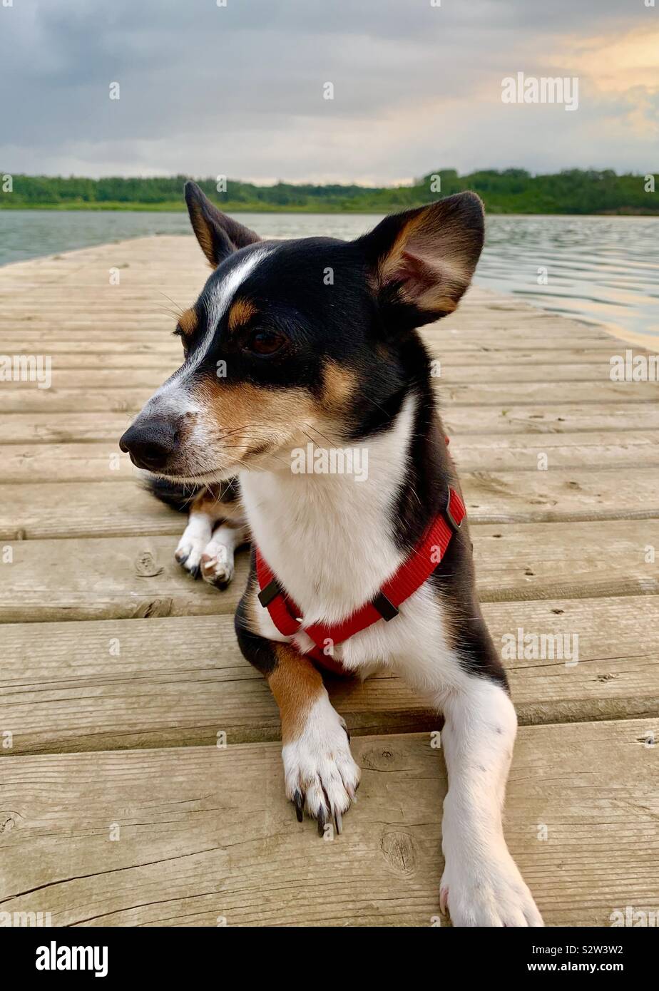 Mignon chien portant sur un quai profitant de la Lake Banque D'Images