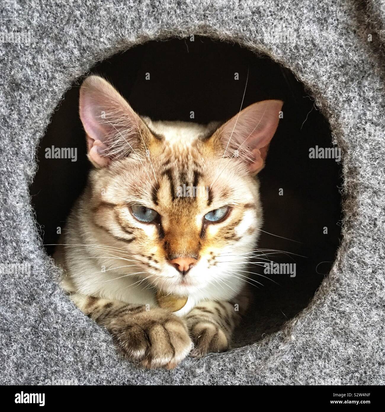 Un Chat Bengal Snow White Photo Stock Alamy