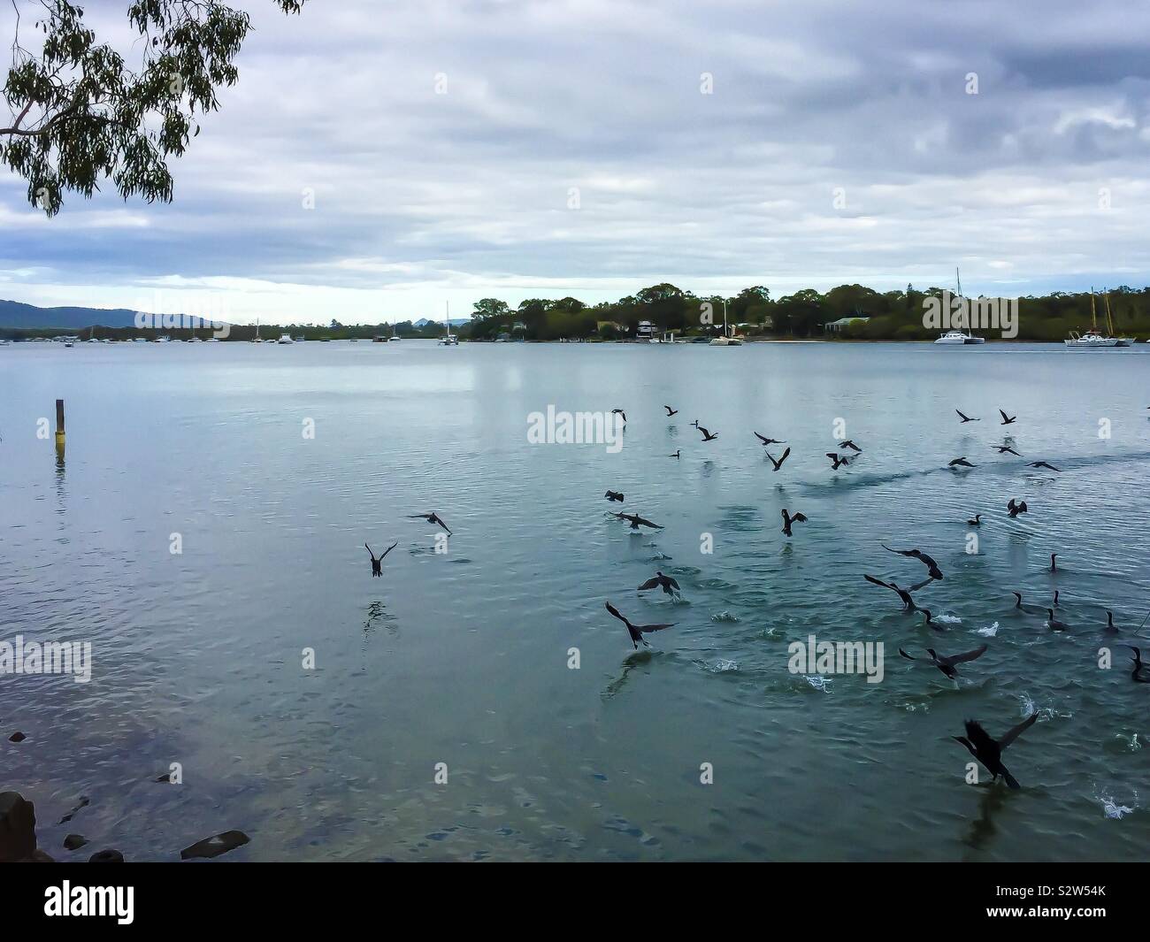 Une volée d'oiseaux s'envolent au-dessus de la magnifique rivière Noosa sur la Sunshine Coast, Queensland, Australie Banque D'Images