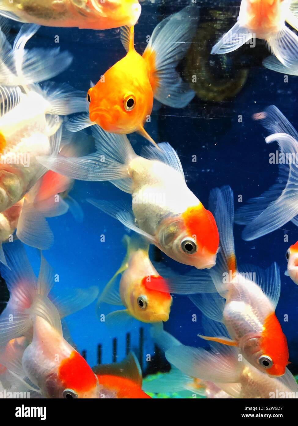 Fancy goldfish dans un aquarium Photo Stock - Alamy