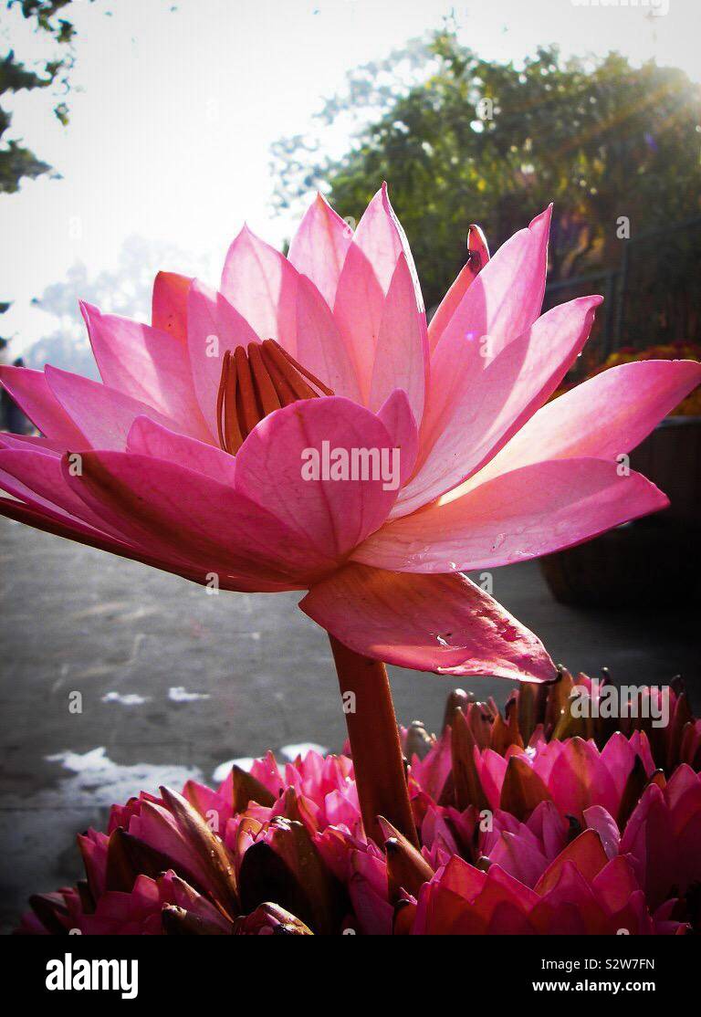 Une belle fleur de lotus rose en fleurs au Temple de la Mahabodhi à Bodhgaya, Bihar, Inde Banque D'Images