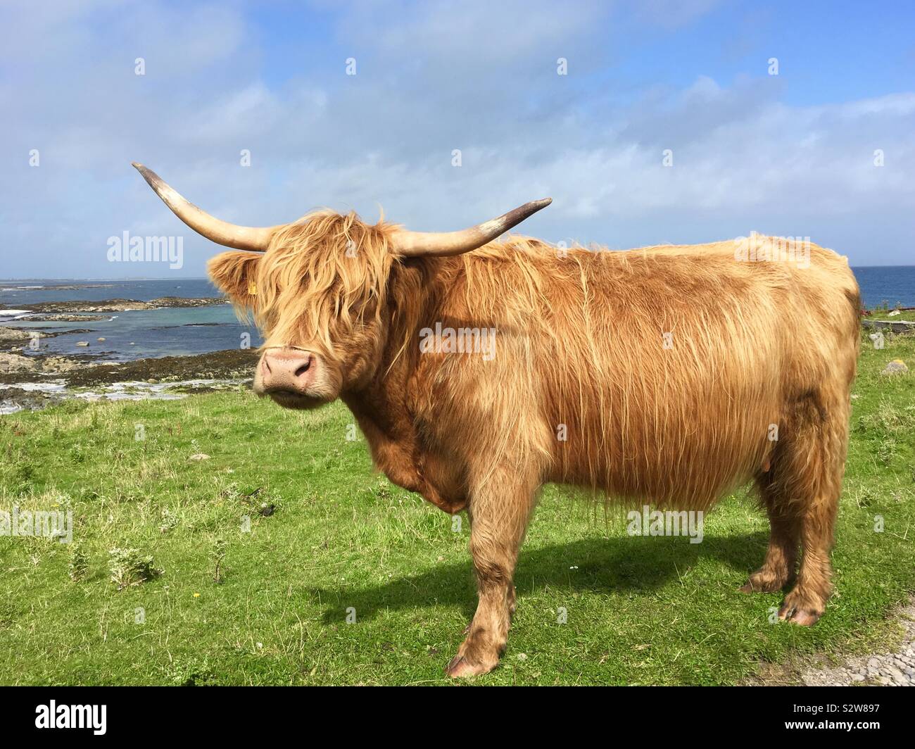 Vache Highland par la mer Banque D'Images