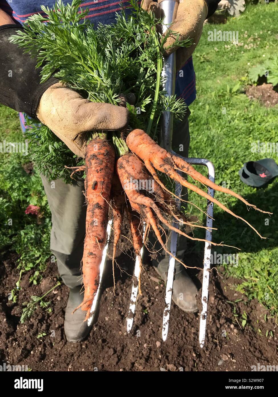 Carottes biologiques fraîchement creusées dans un jardin au Royaume-Uni août - Image de stock capturée avec un smartphone