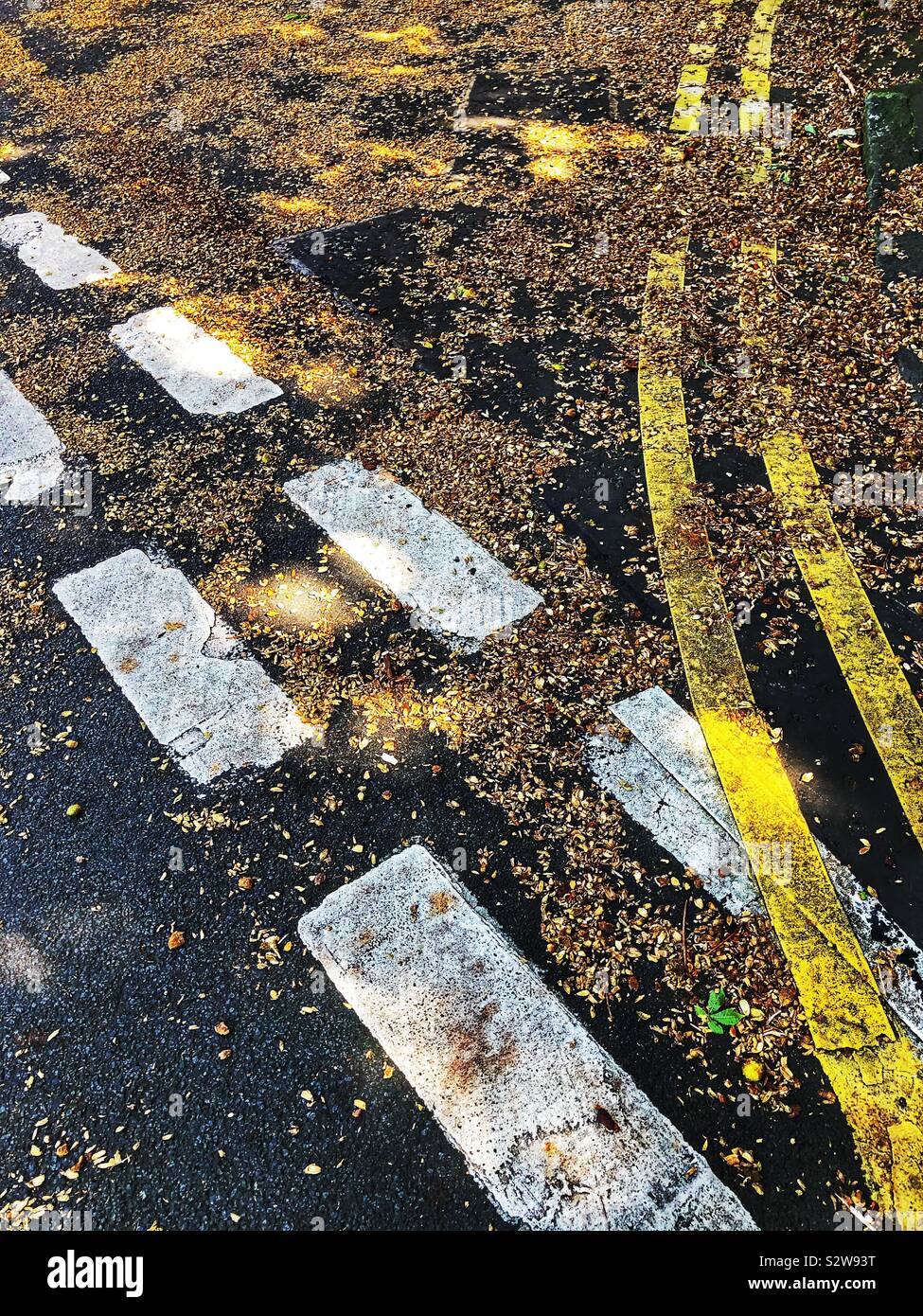 La jonction de route, doubles lignes jaunes et de feuilles mortes dans la lumière pommelé - Image de stock capturée avec un smartphone