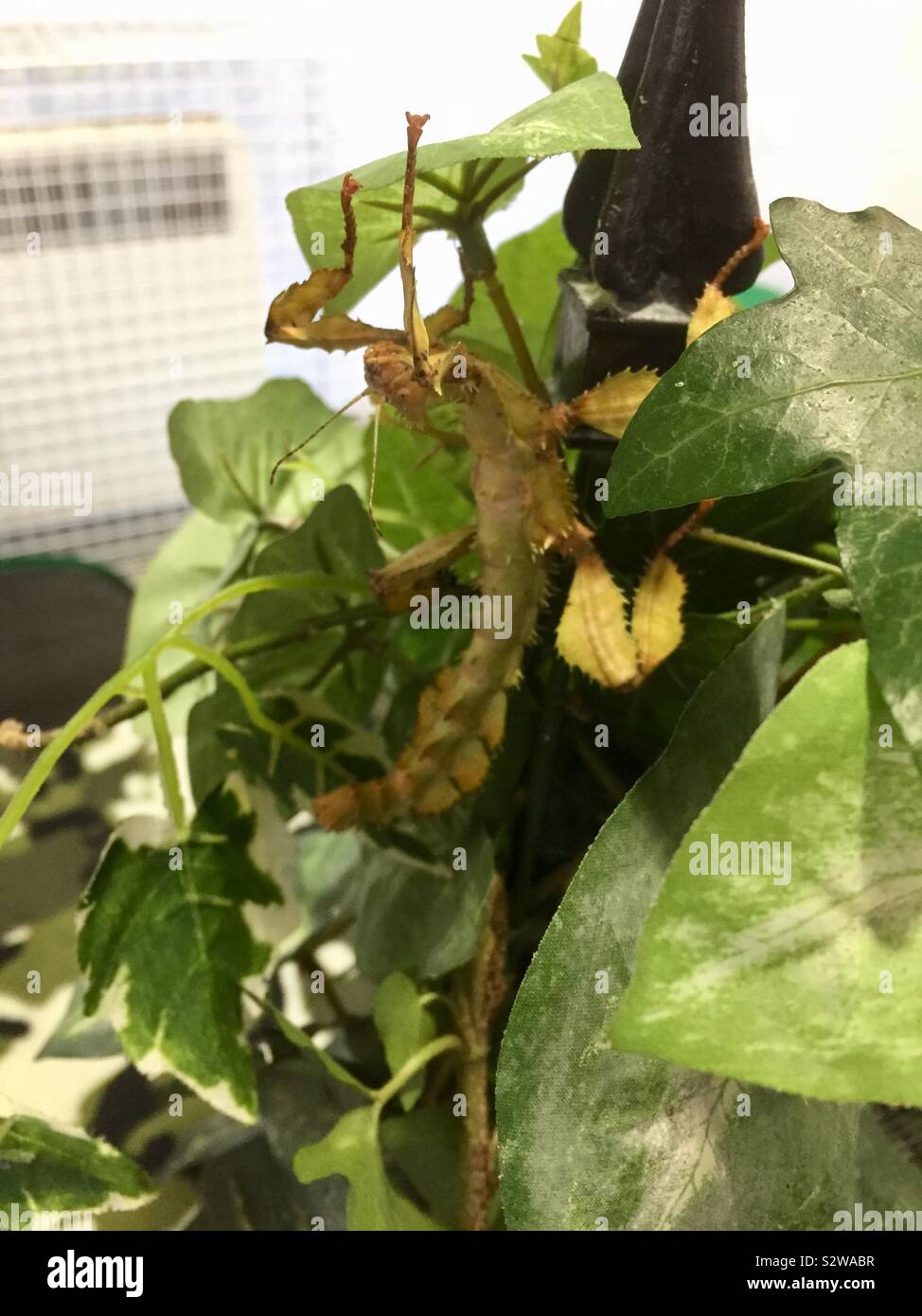 Phasme épineux géant assis sur une feuille verte - Image de stock capturée avec un smartphone