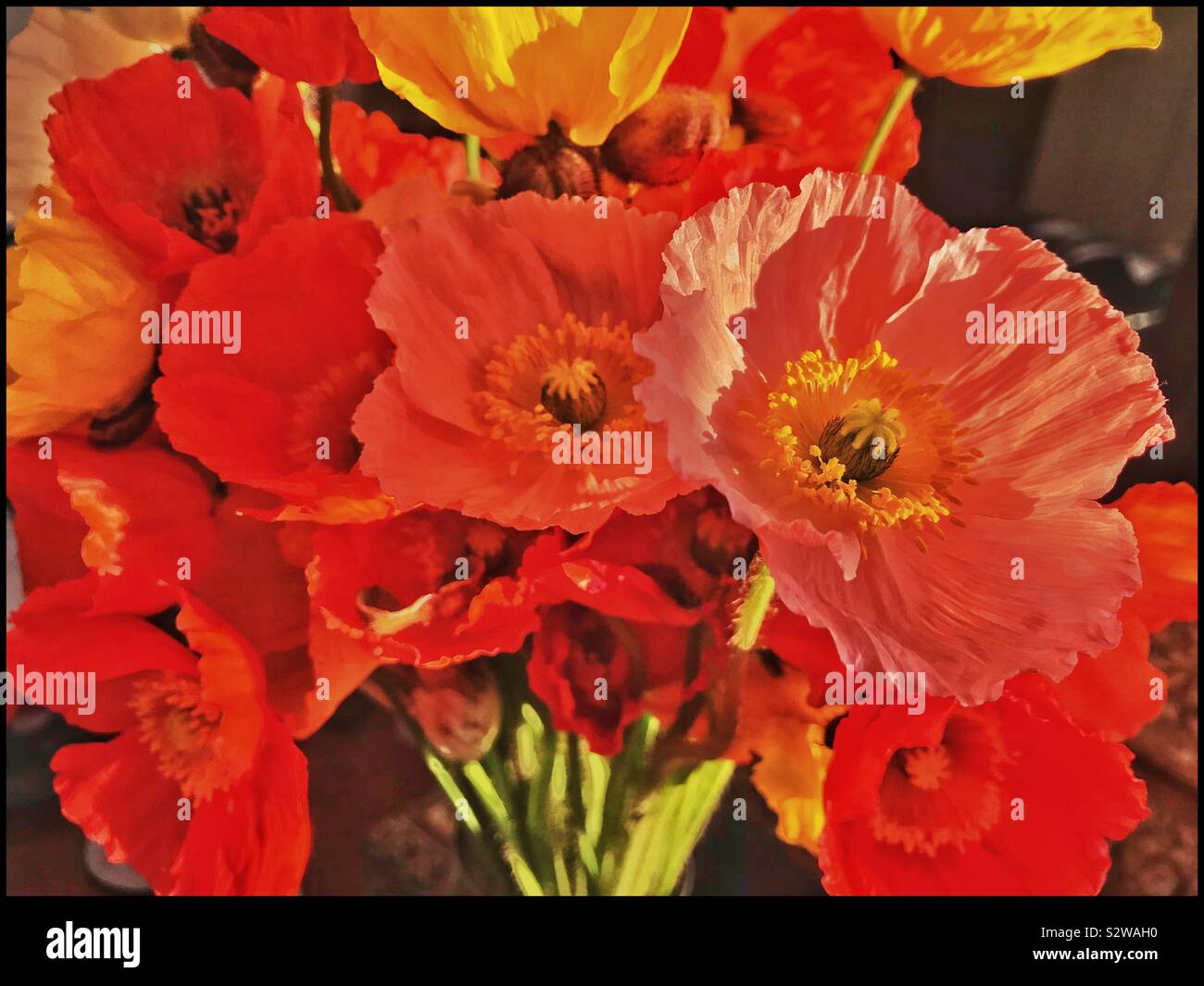 Coquelicots colorés dans un vase. Banque D'Images