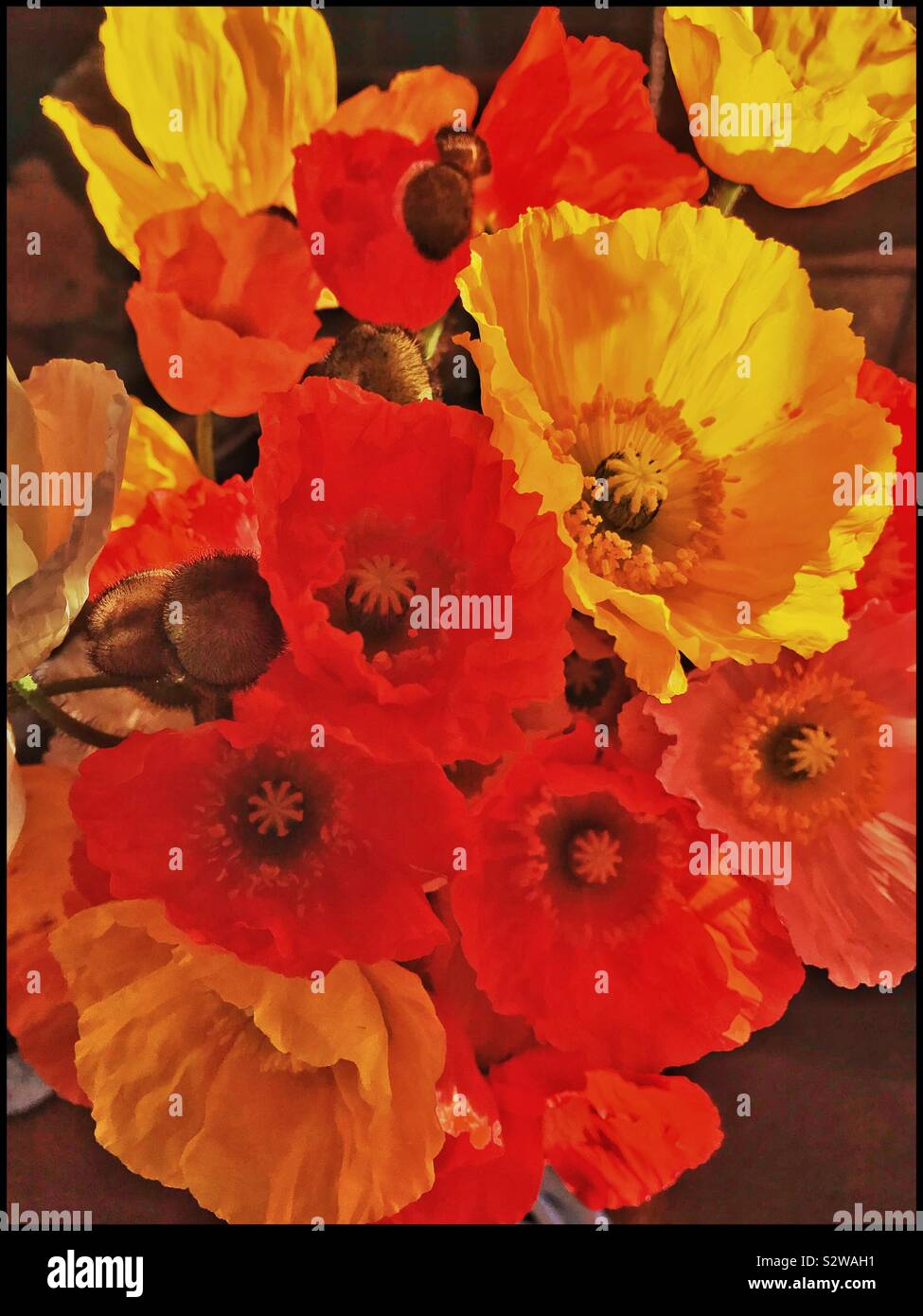 Coquelicots colorés dans un vase. Banque D'Images