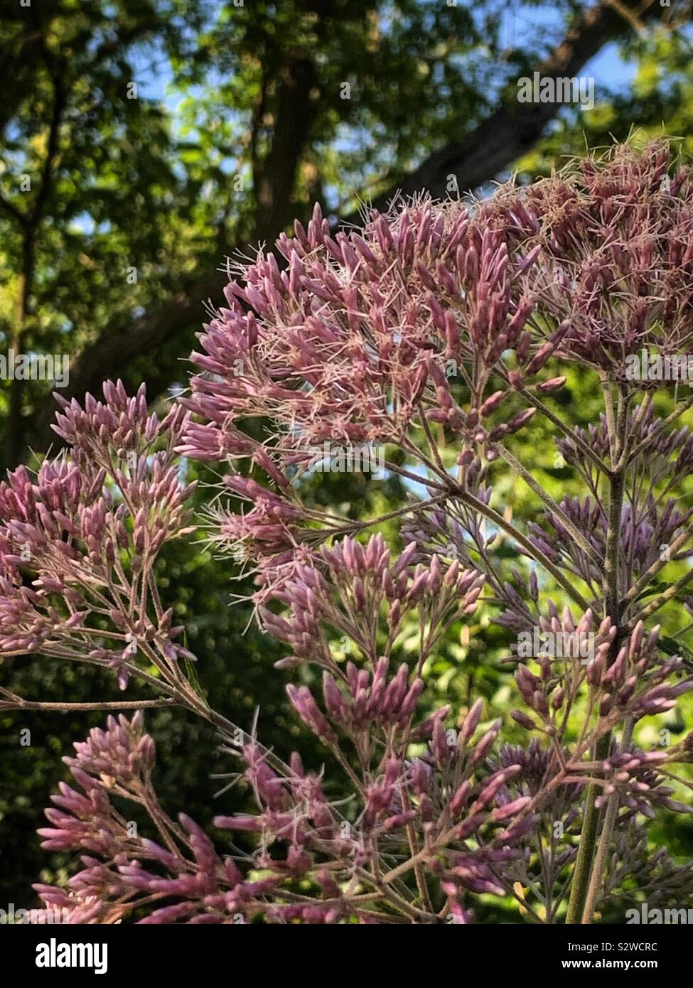 Wild fleurs rose pâle sur le point de fleurir. - Image de stock capturée avec un smartphone