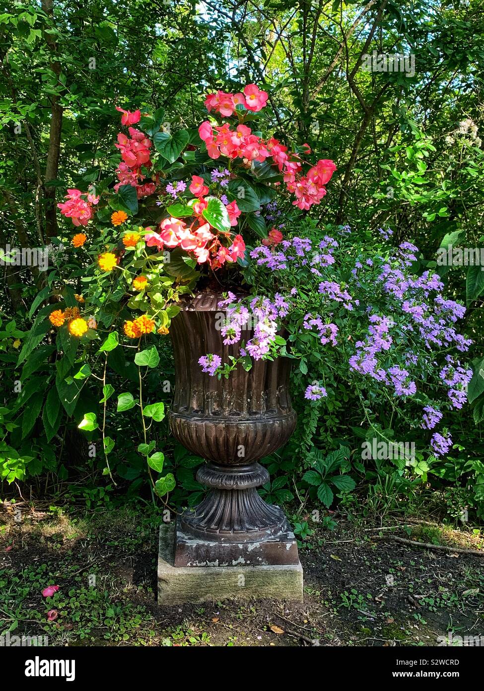 Urne plante de jardin plein de rose, jaune, violet et des fleurs. - Image de stock capturée avec un smartphone
