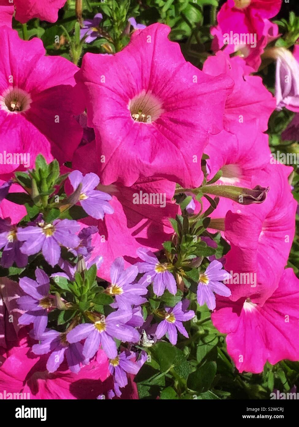 Belle rose de l'été géraniums et fleurs violettes se dorant dans le lumineux soleil d'été. Banque D'Images