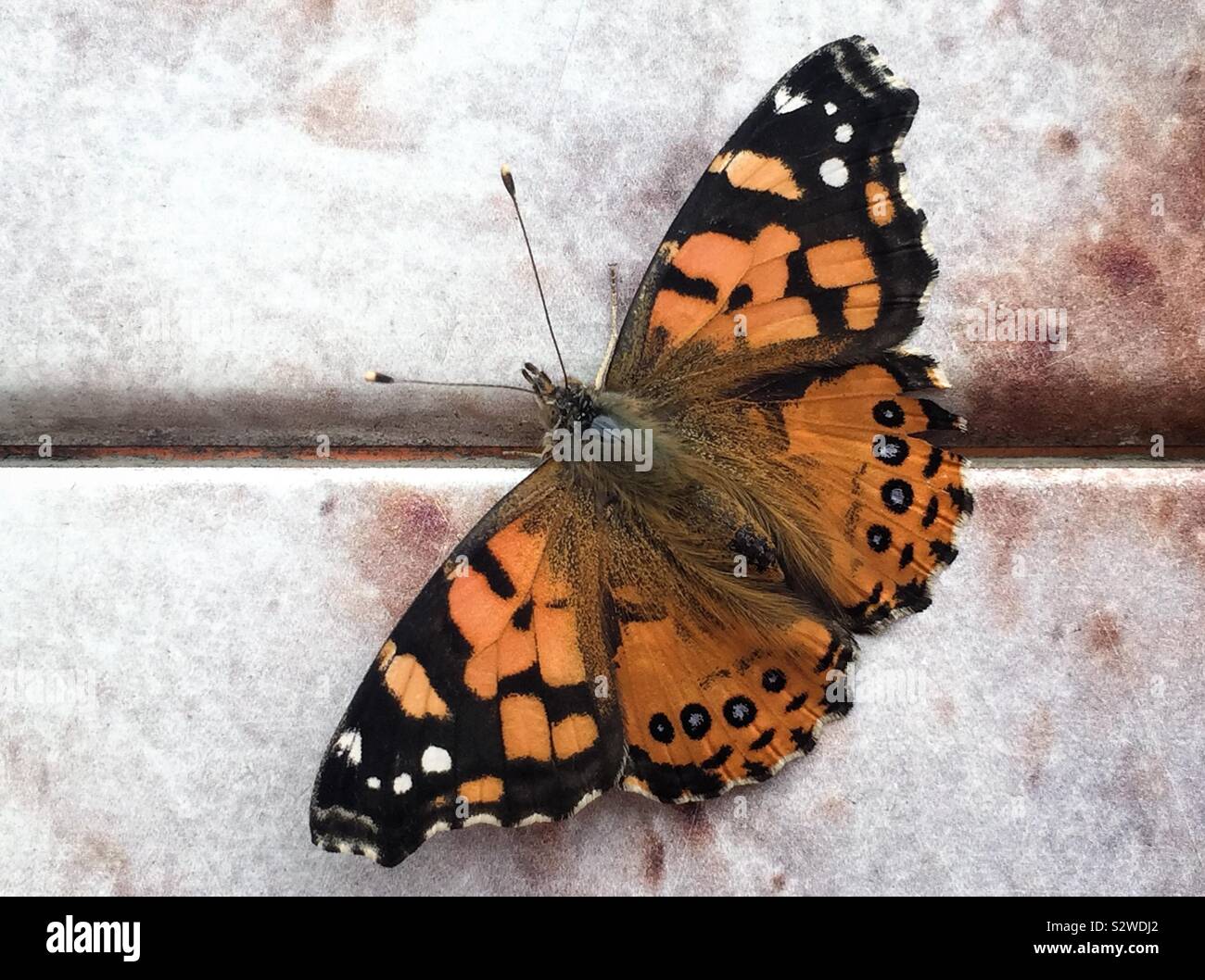 Un papillon monarque. Banque D'Images