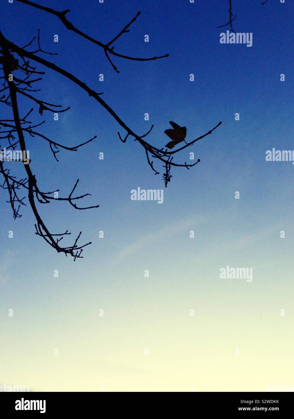 Haunting ciel du soir avec une silhouette d'arbre d'hiver et d'une feuille d'autres - avec copie espace - une couverture de livre idée obsédante Banque D'Images