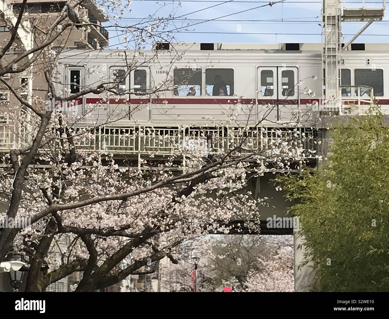 Former au Japon en passant devant Sakura en fleurs Banque D'Images