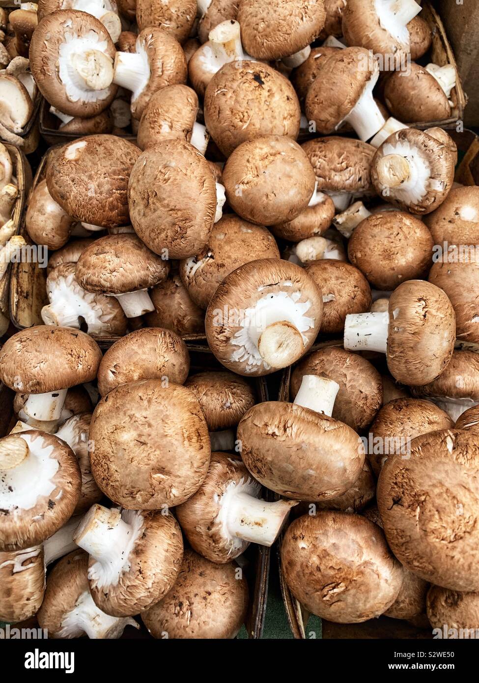 Cremini, parfaite douce Bella Bébé bébé, portables, Agaricus bisporus, faire revenir les champignons. Banque D'Images