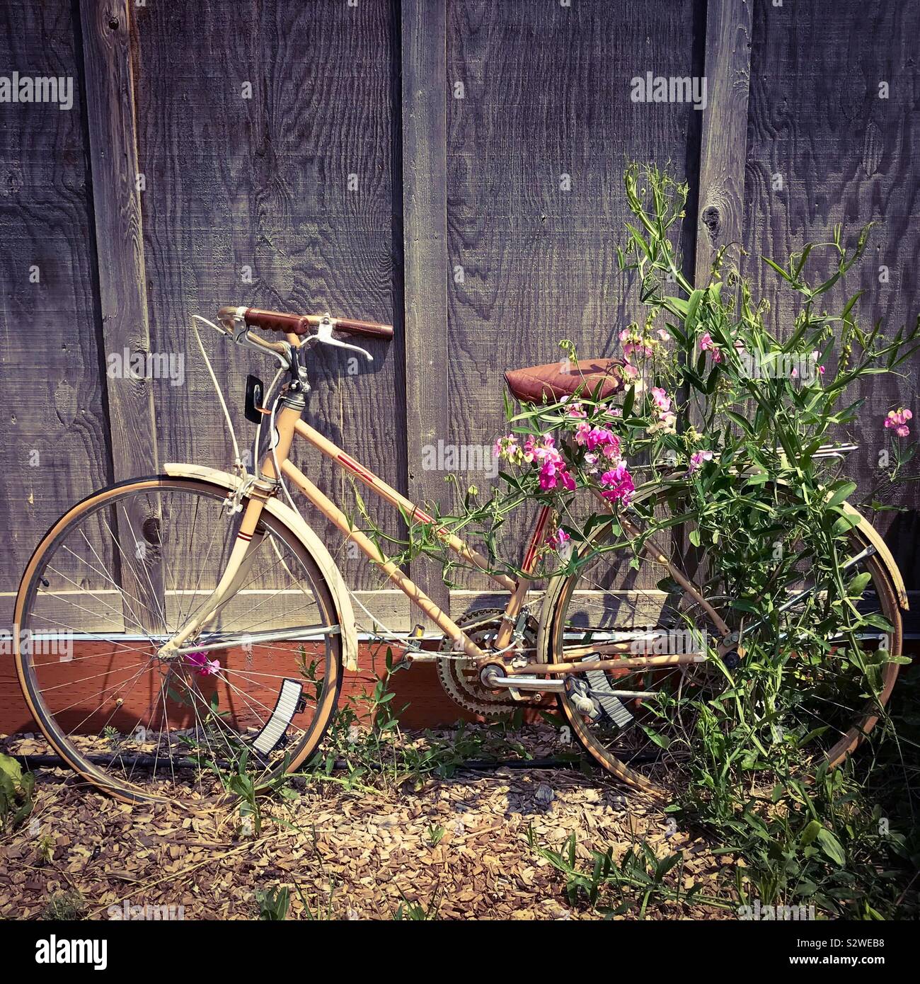 Vélo Jaune Fuchsia avec vine appuyé contre le mur en bois - Image de stock capturée avec un smartphone