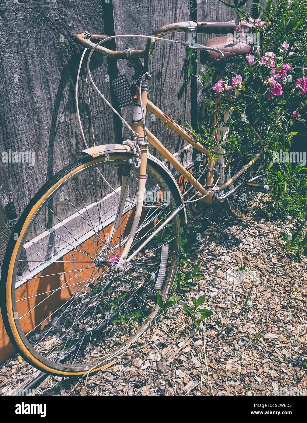 Fuchsia vigne et fleurs poussent sur Yellow Bike appuyé contre le mur en bois Banque D'Images