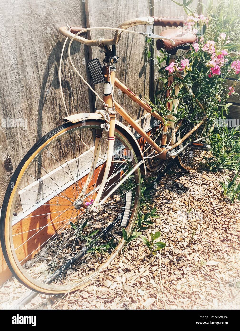 Vignettes photo de Yellow Bike grandi avec fleurs Fuchsia appuyé contre une clôture en bois - Image de stock capturée avec un smartphone